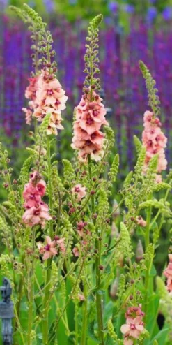 Front Page -PerennialPop Shop verbascum cotswold beauty 5270055 2