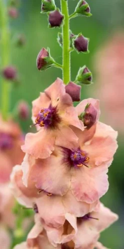 Front Page 19 VERBASCUM (Cotswold Group) 'Cotswold Beauty'
