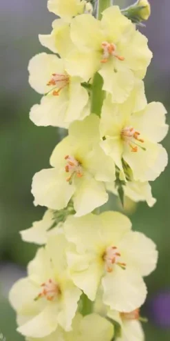 Front Page 17 VERBASCUM (Cotswold Group) 'Gainsborough'