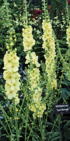 Front Page -PerennialPop Shop verbascum cotswold group gainsborough 5210093