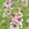 VERBASCUM 'Hardy's Blush'