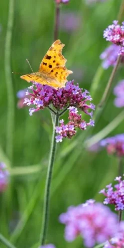 VERBENA Bonariensis -PerennialPop Shop verbena and comma 8040031
