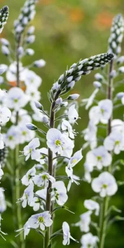 VERONICA Gentianoides 'Tissington White' -PerennialPop Shop veronica tissington white 4232046