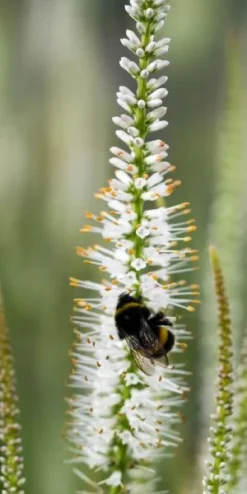 Front Page -PerennialPop Shop veronicastrum virginicum album 7290247 2