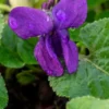 VIOLA 'Baronne Alice De Rothschild' (Vt)