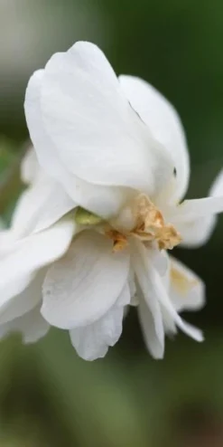 Front Page 12 VIOLA 'Conte Di Brazza' (dPvt)