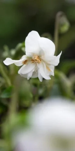 Front Page -PerennialPop Shop viola conti di brazza 2200982