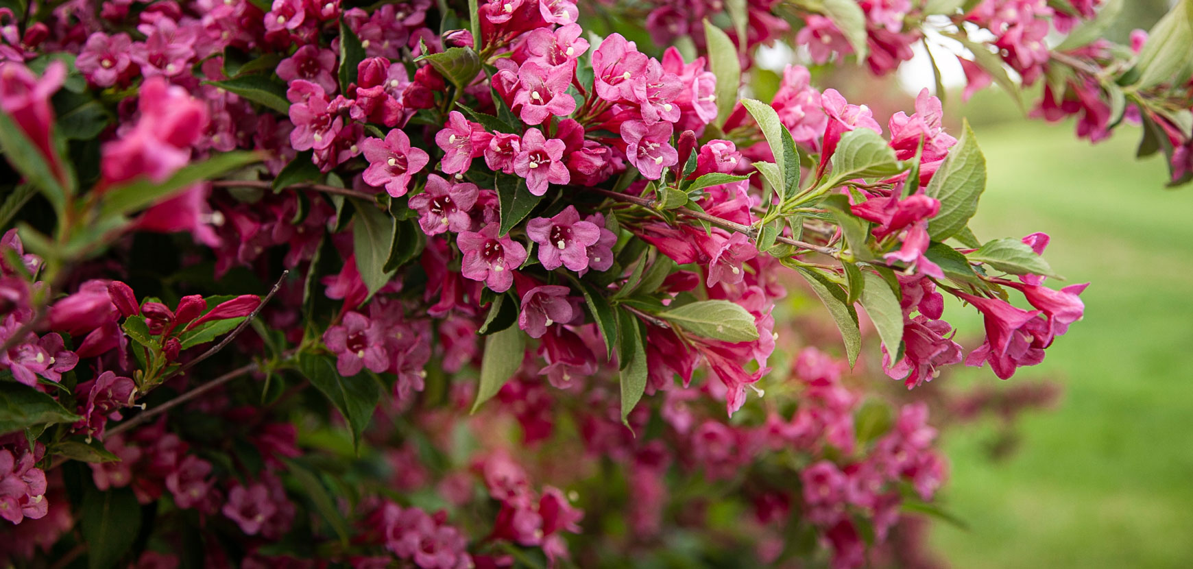 Front Page -PerennialPop Shop banner1003