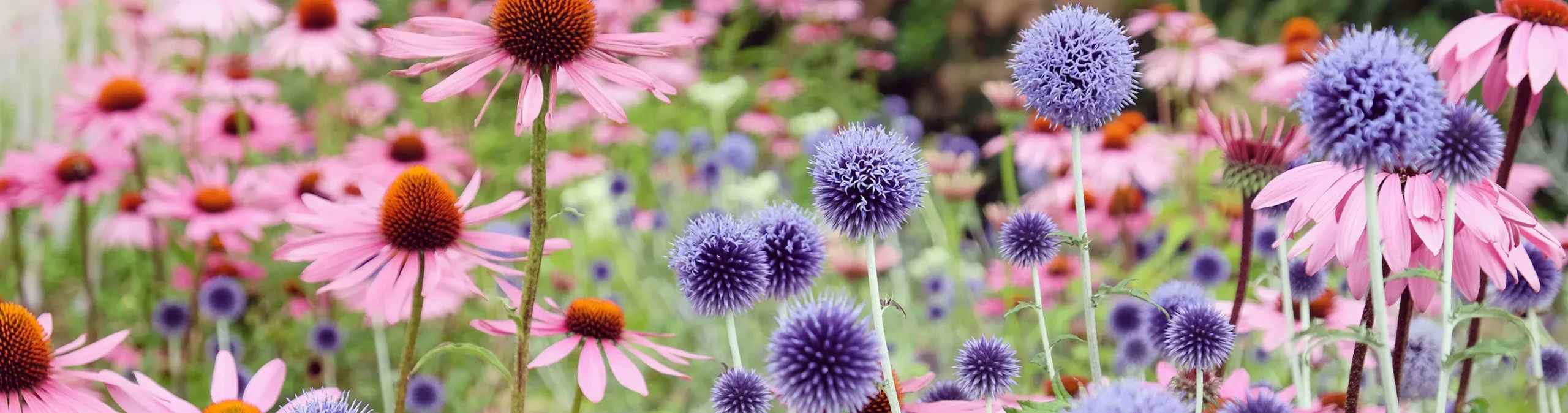 Front Page -PerennialPop Shop banner931 scaled